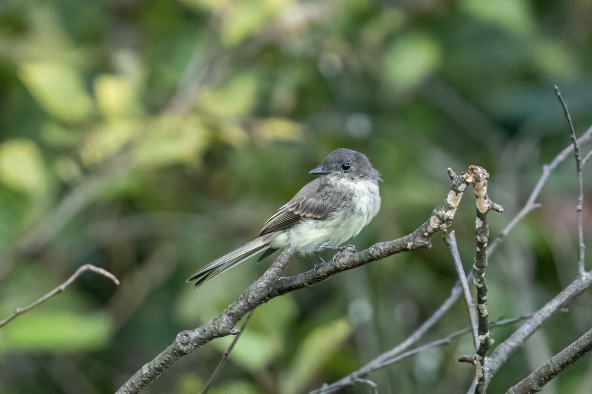 Eastern Phoebe - ML373282101