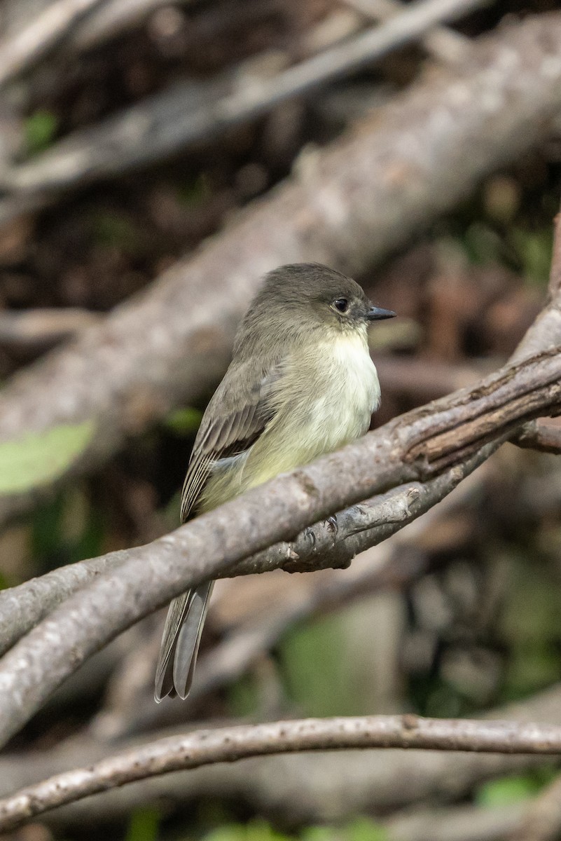 Eastern Phoebe - ML373282111