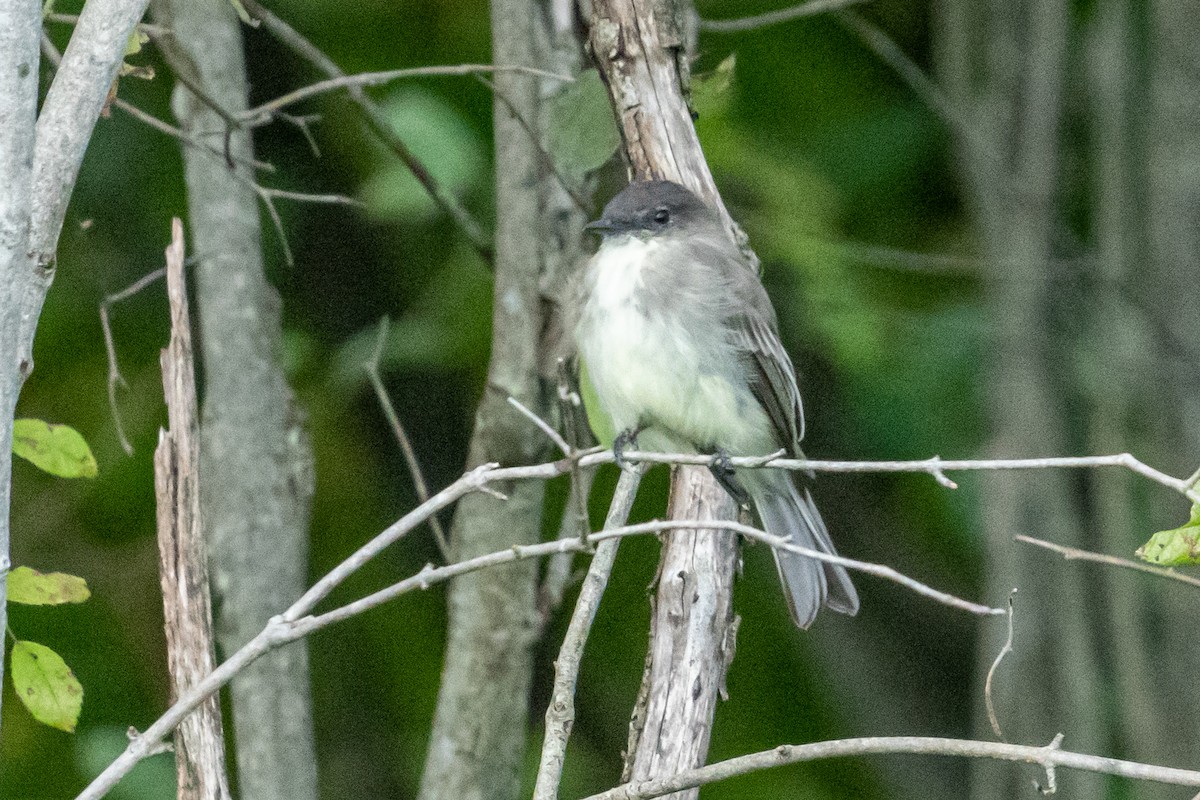 Eastern Phoebe - ML373282141