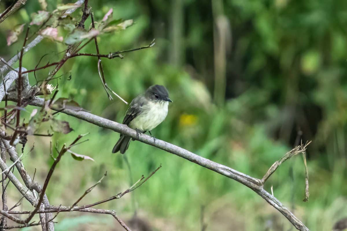 Eastern Phoebe - ML373282151