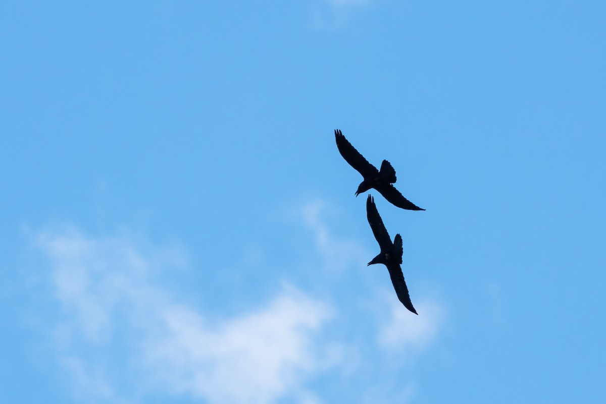 Common Raven - ML373282341