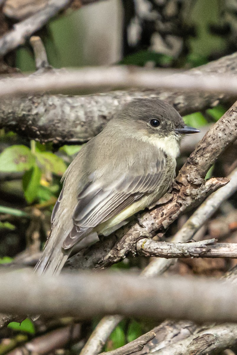 Eastern Phoebe - ML373282431