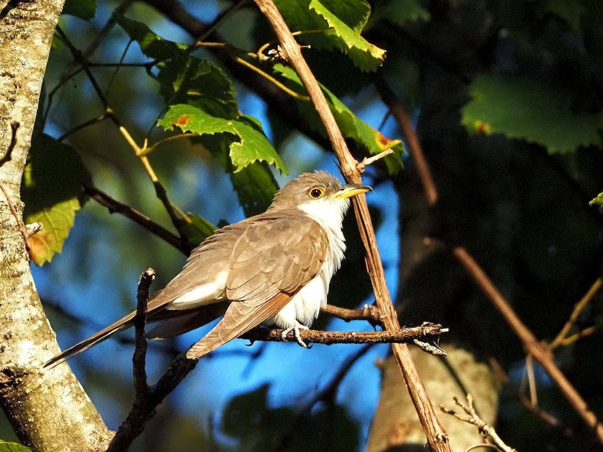 Yellow-billed Cuckoo - ML373286321