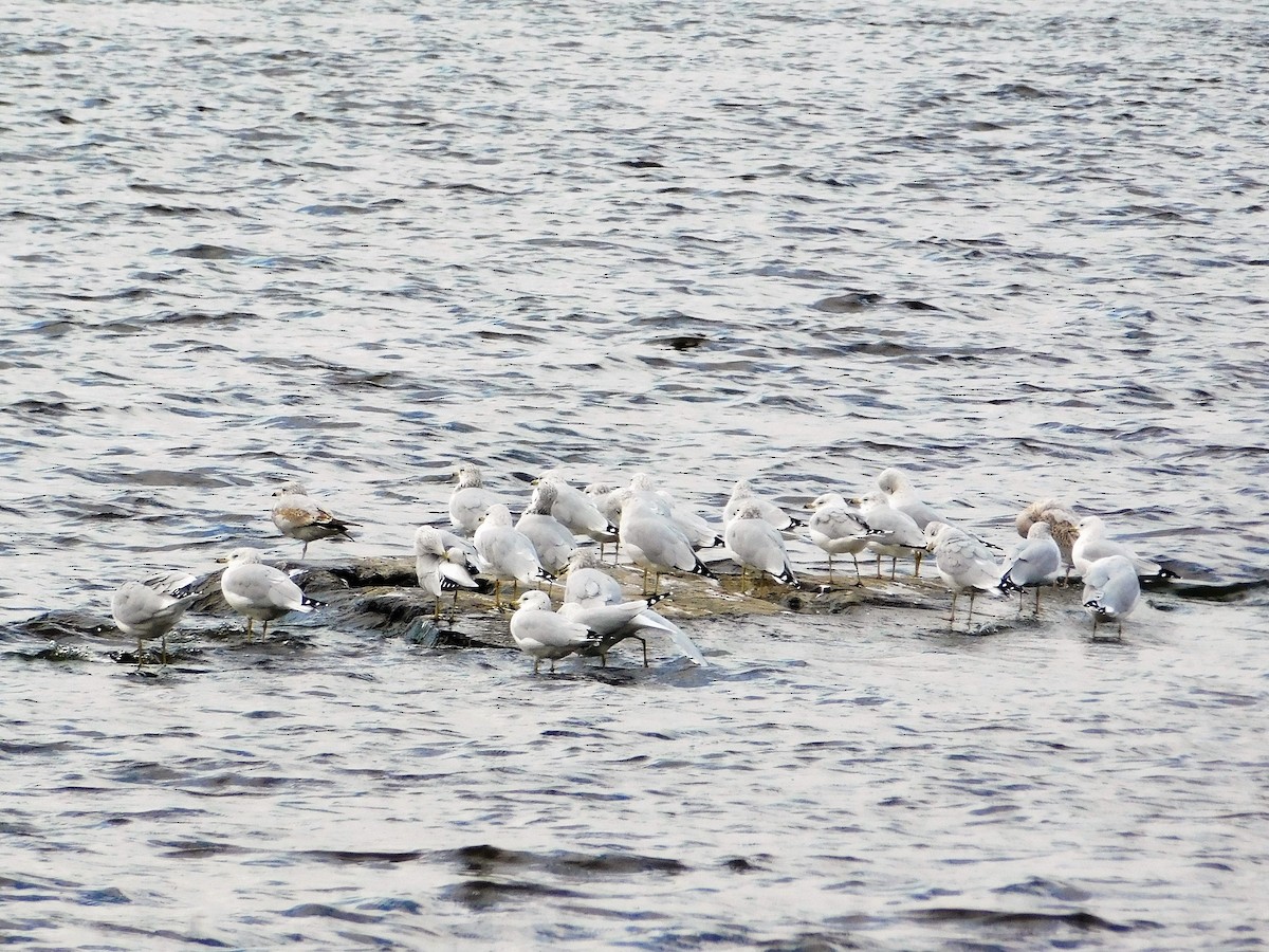 Ring-billed Gull - ML373287591