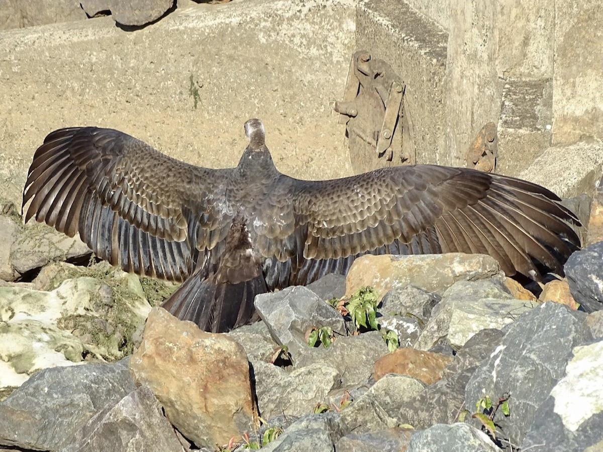Turkey Vulture - ML373288581