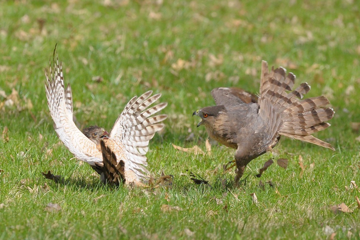 Cooper's Hawk - ML37329011