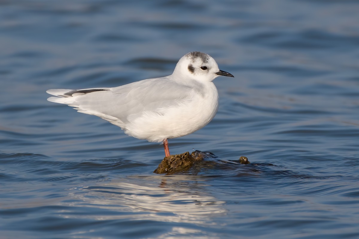 Little Gull - Darren Clark