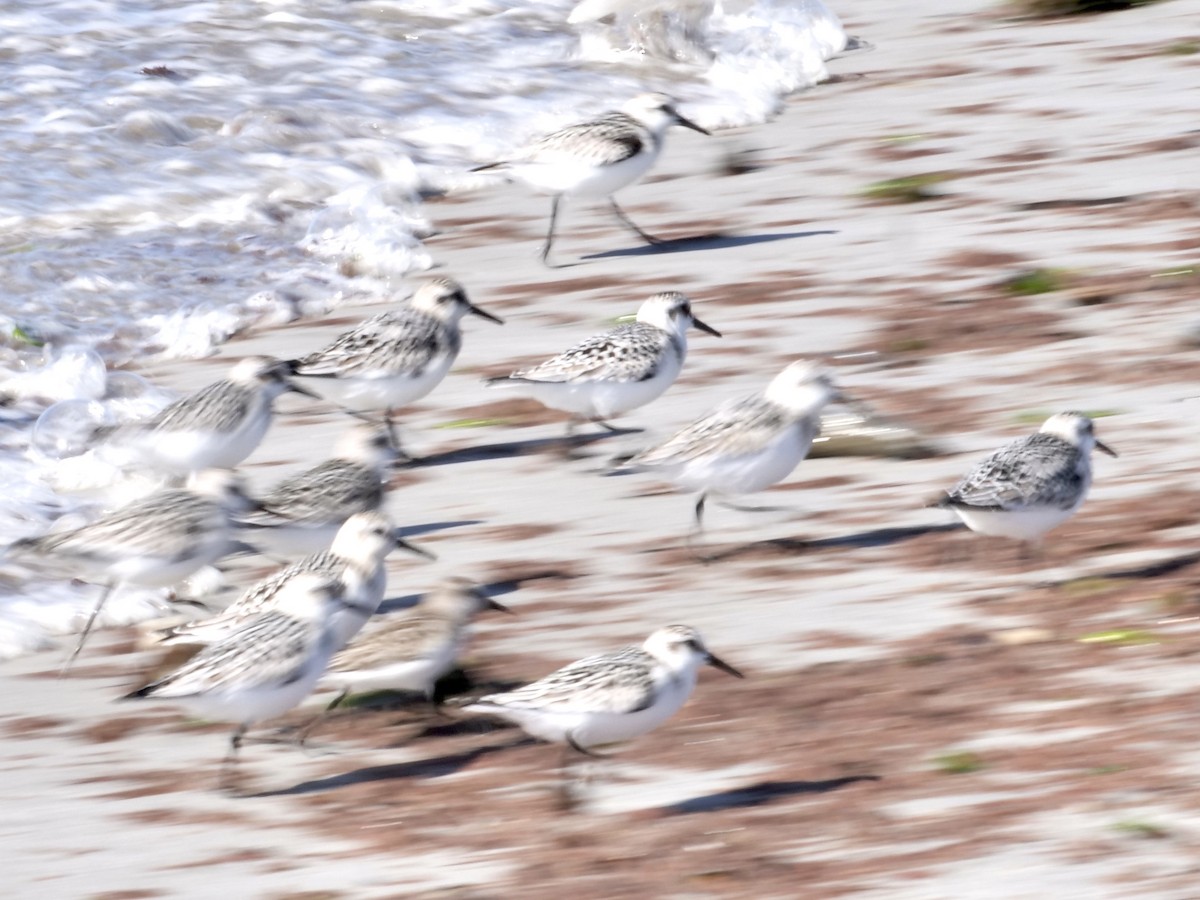 Sanderling - ML373290531