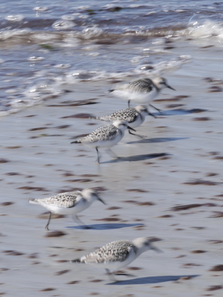 Sanderling - ML373290561