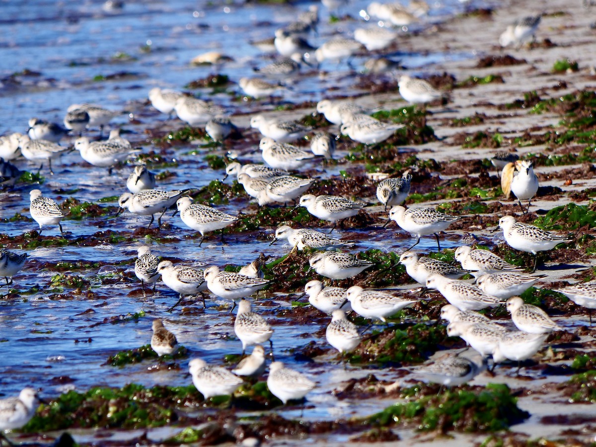 Sanderling - ML373290611