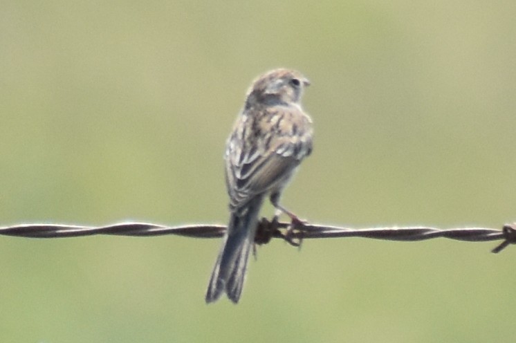 Brewer's Sparrow - ML373291691