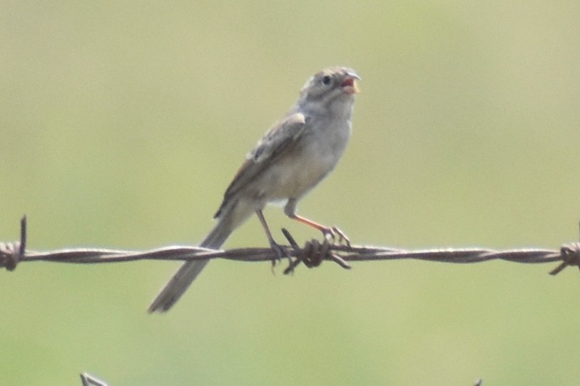 Brewer's Sparrow - ML373291701
