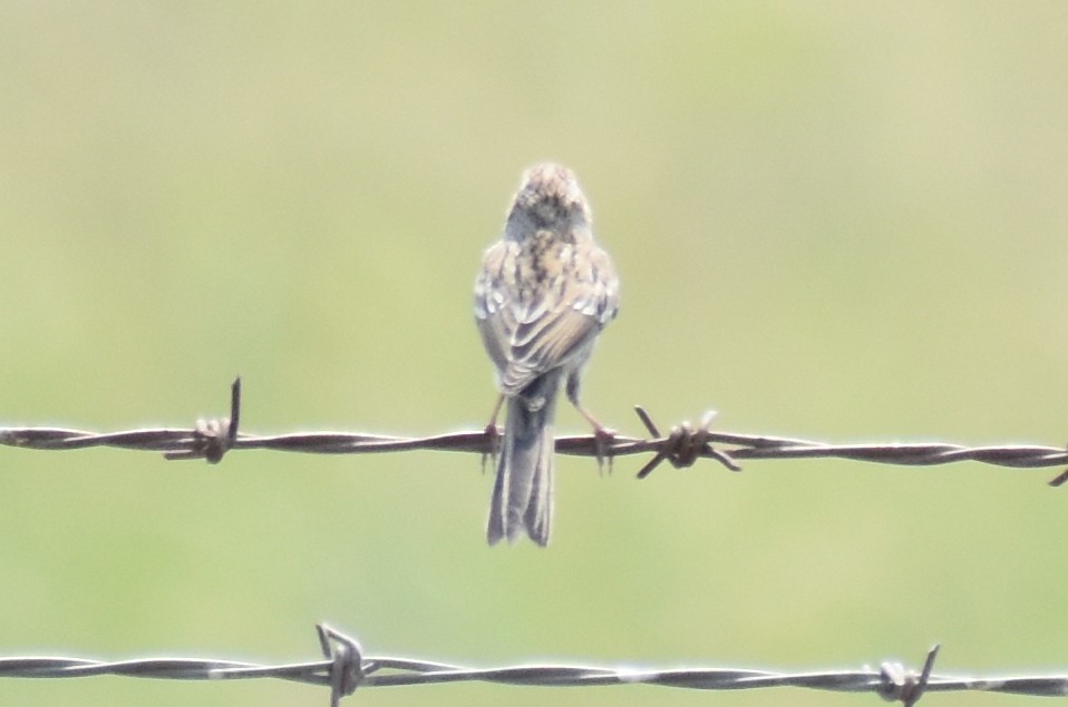 Brewer's Sparrow - ML373291731