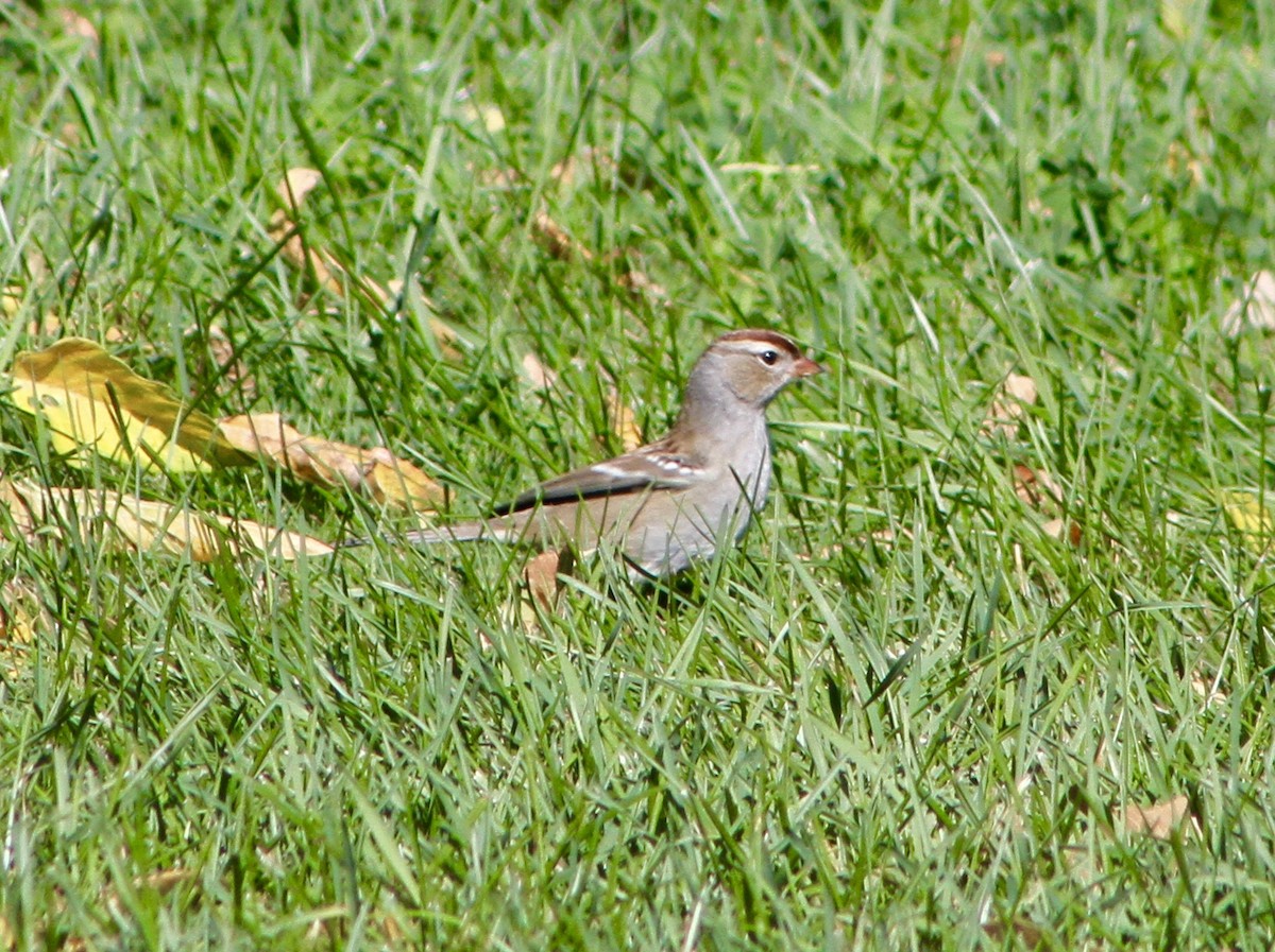 Bruant à couronne blanche - ML37329251