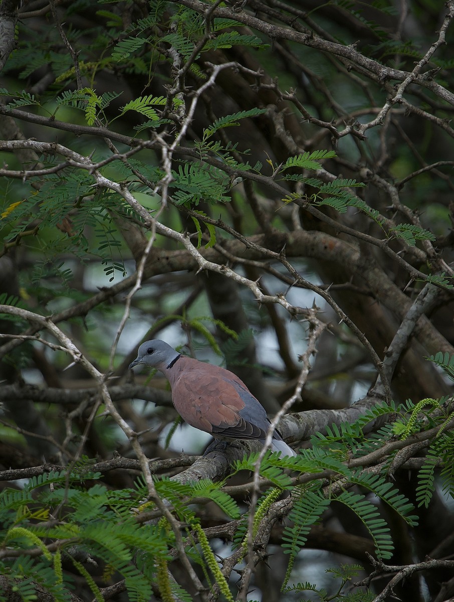 Red Collared-Dove - ML373295061