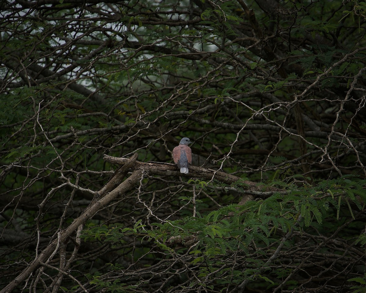 Red Collared-Dove - ML373295071