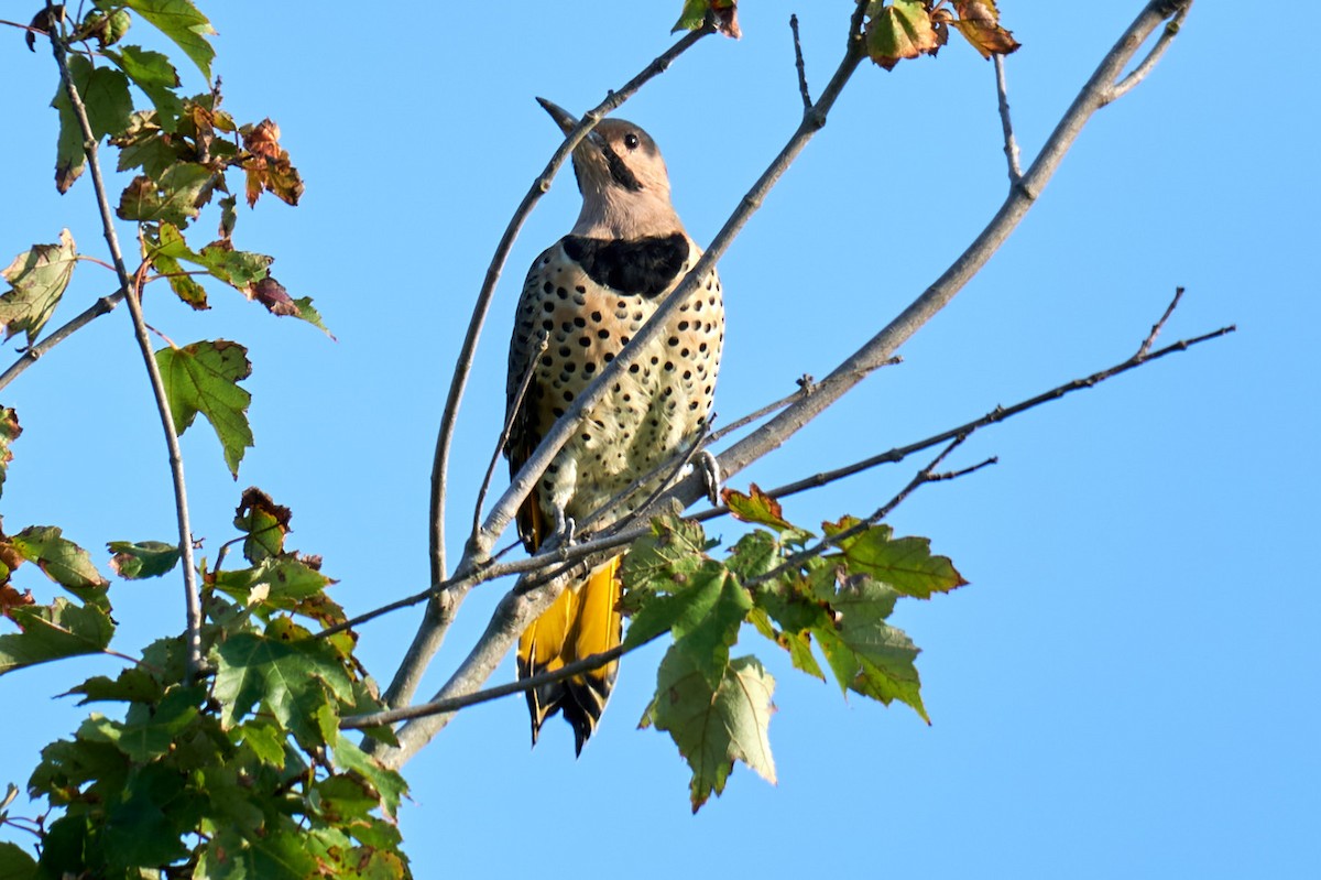 Northern Flicker (Yellow-shafted) - ML373295481