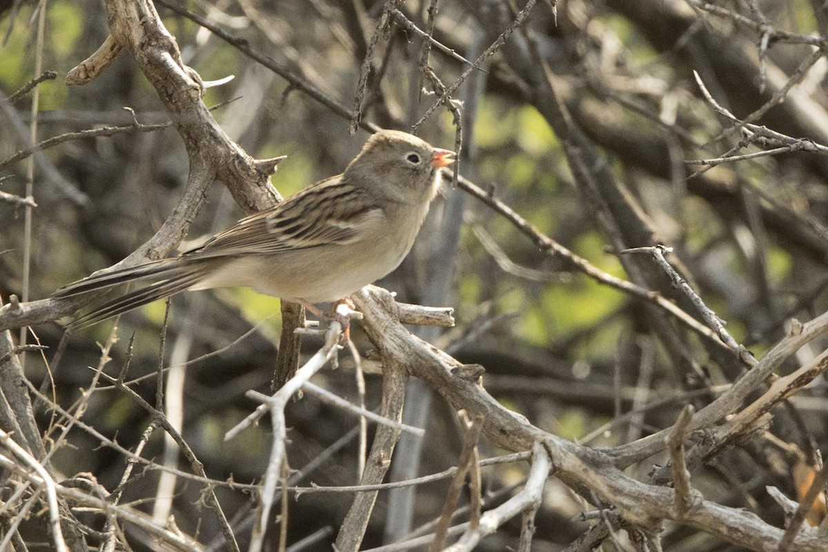 Field Sparrow - ML373296811