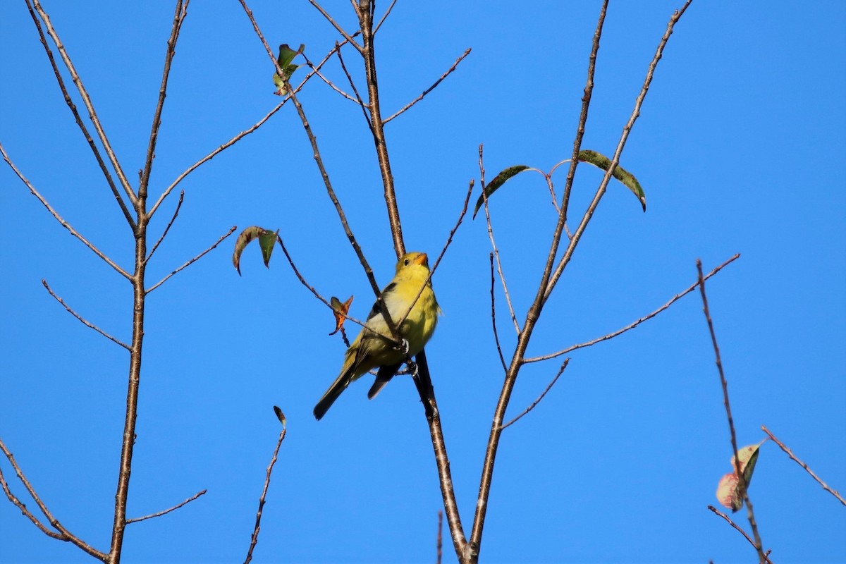 American Goldfinch - ML373298401
