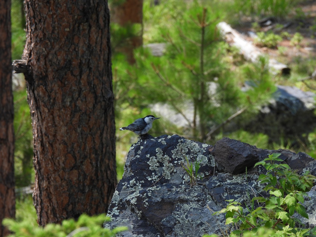 White-breasted Nuthatch - ML373299701