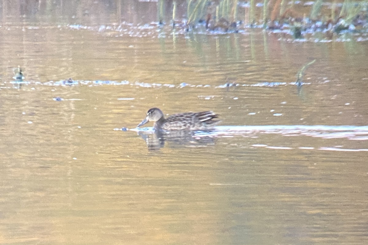 Blue-winged Teal - ML373300981