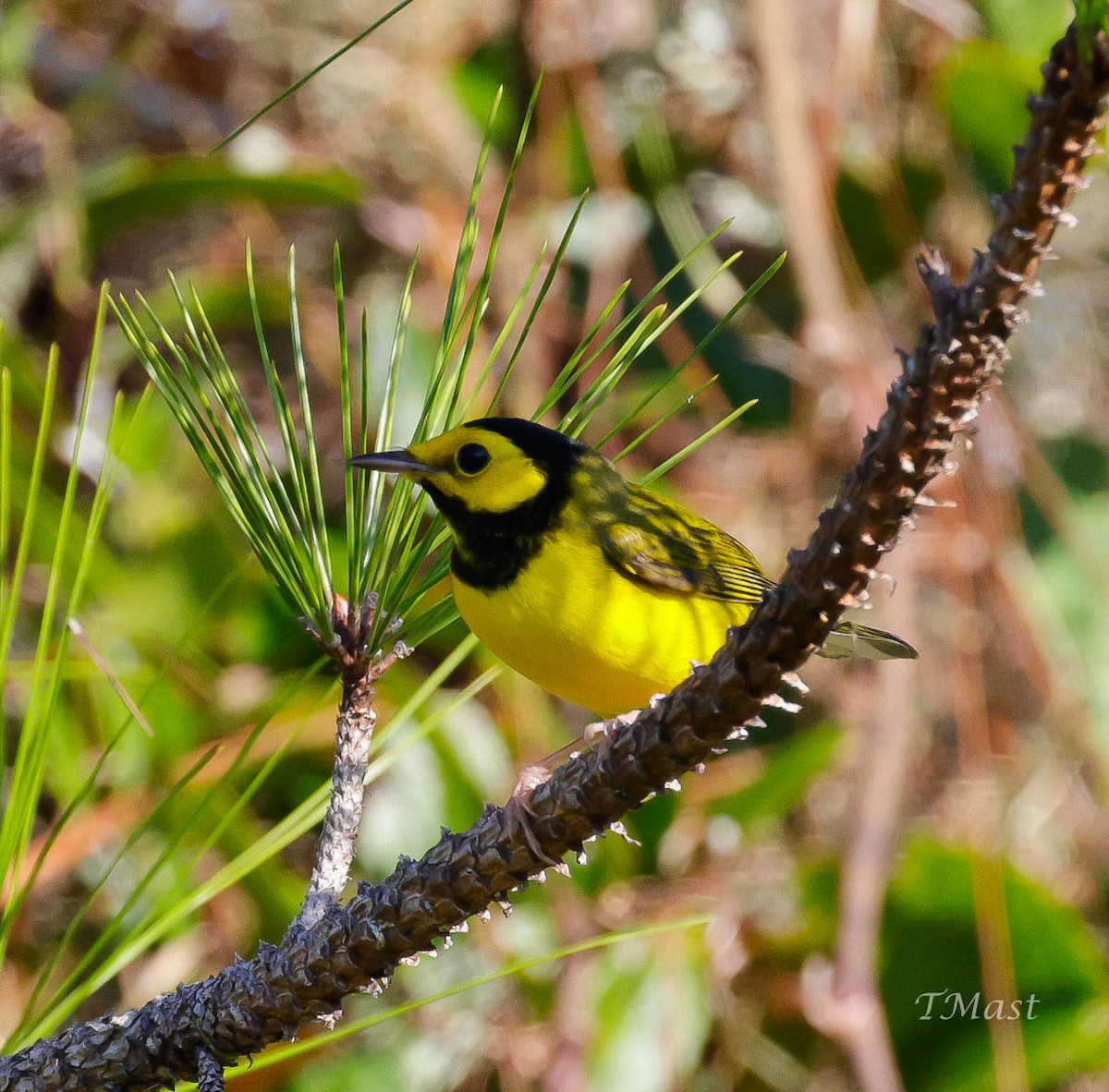 Hooded Warbler - ML373301221