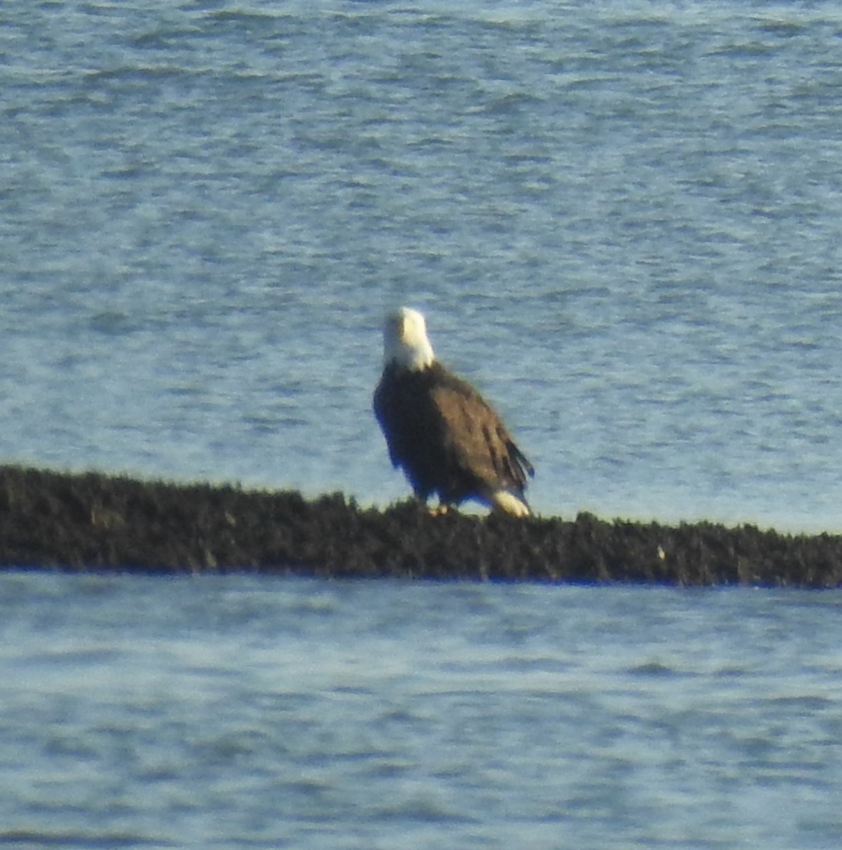 Bald Eagle - Harry Colestock