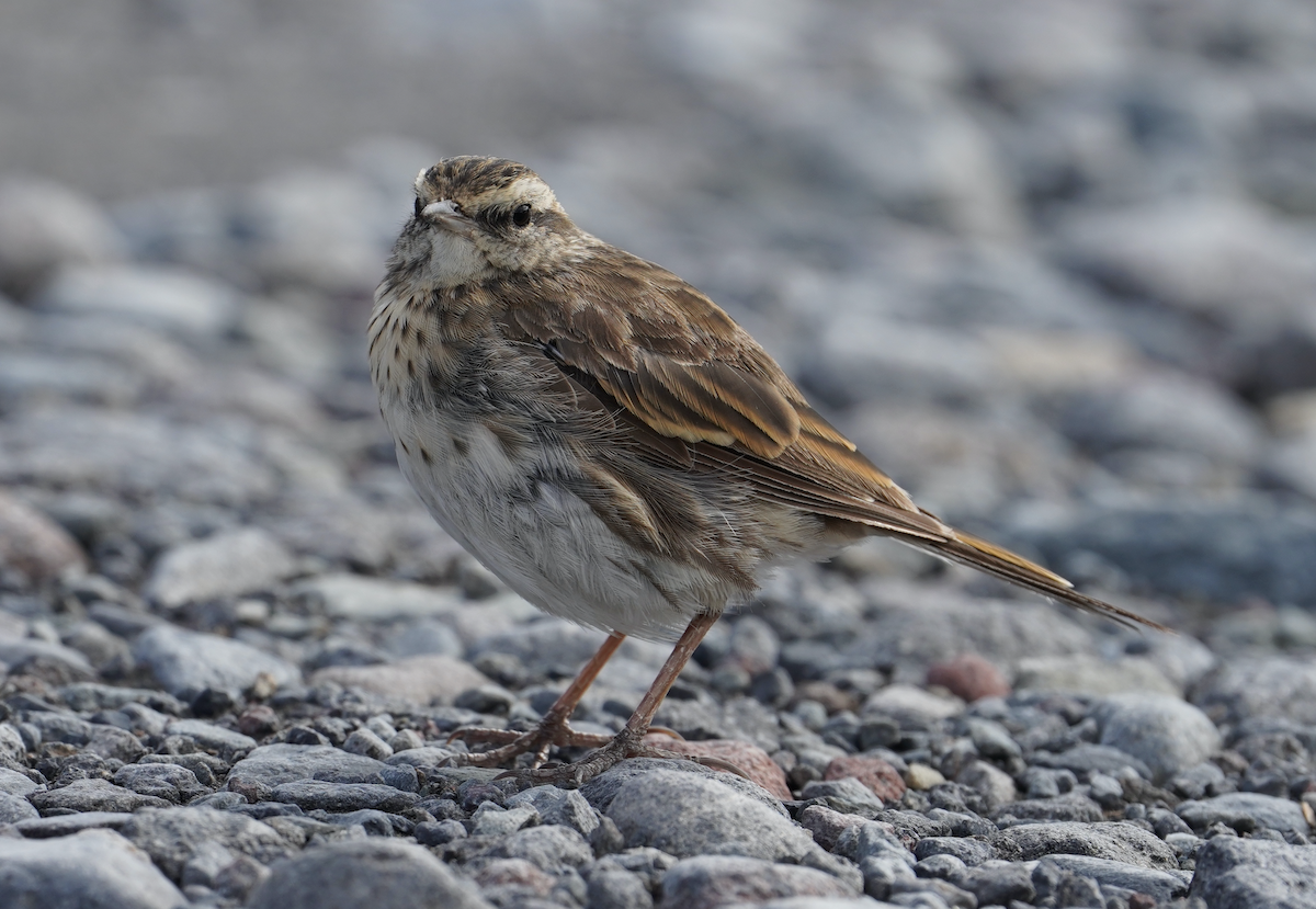 Pipit de Nouvelle-Zélande - ML373301431