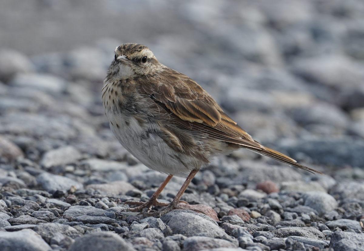 New Zealand Pipit - ML373301431