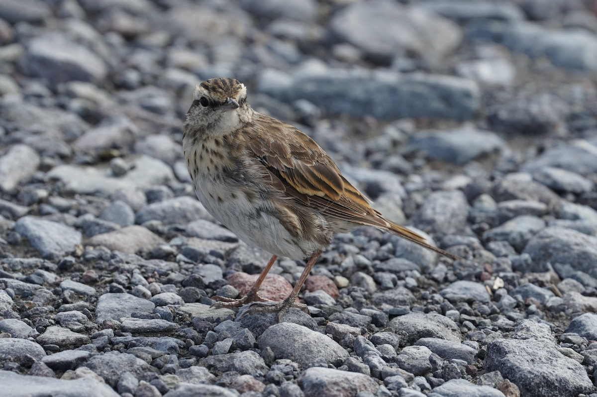 Pipit de Nouvelle-Zélande - ML373301451