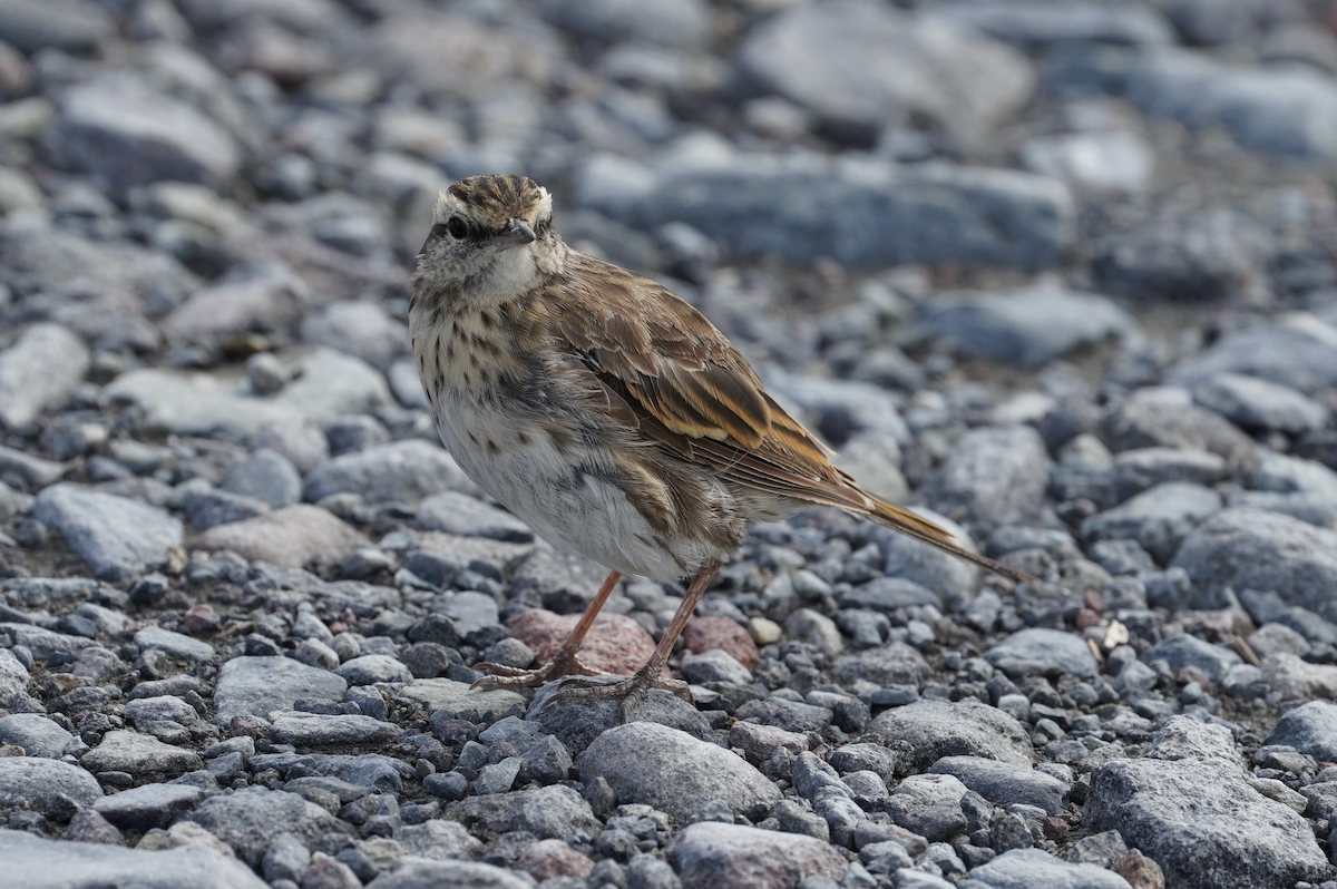 New Zealand Pipit - ML373301451