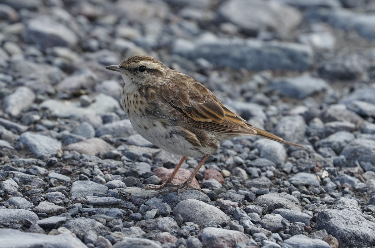 Pipit de Nouvelle-Zélande - ML373301471