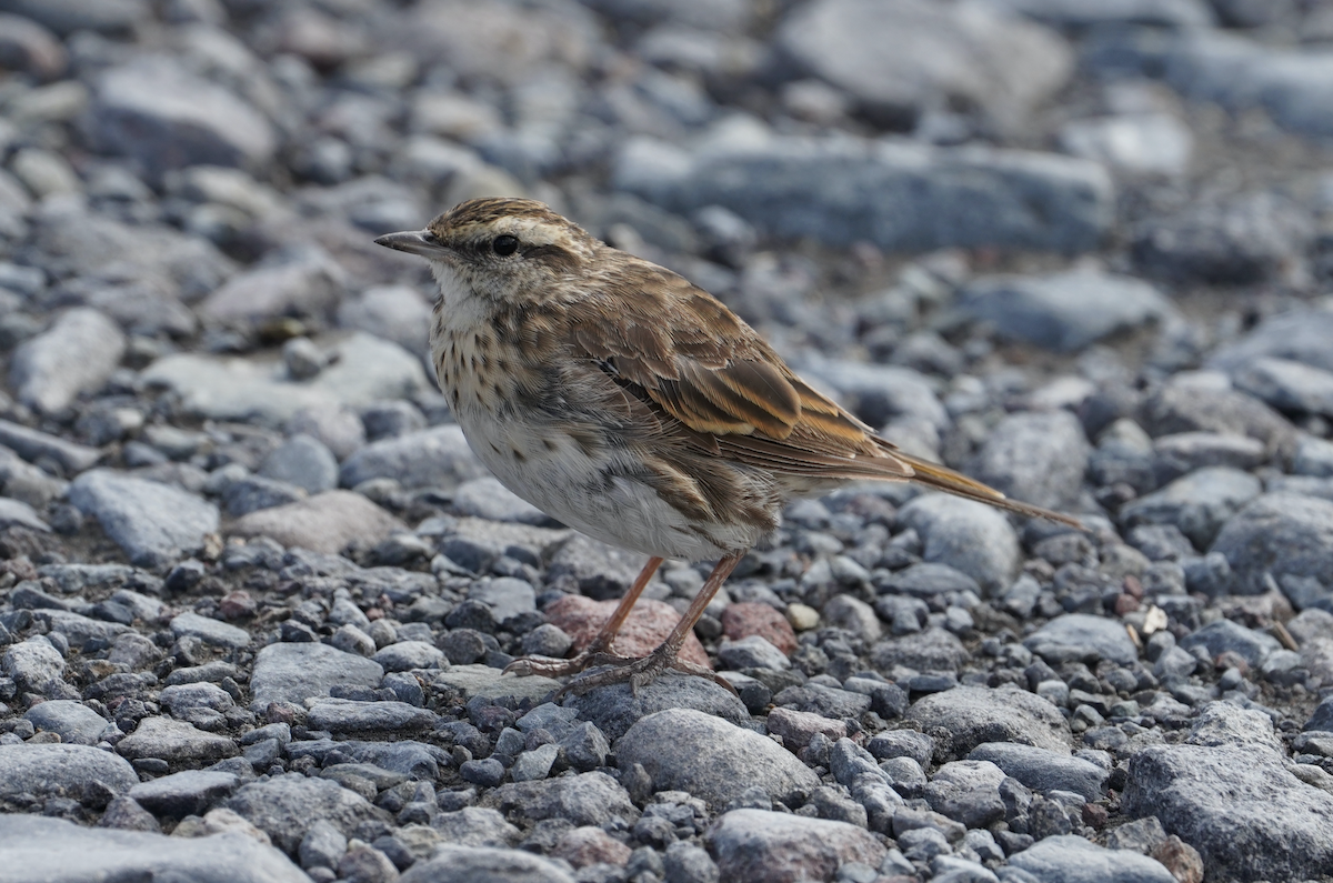 New Zealand Pipit - ML373301471