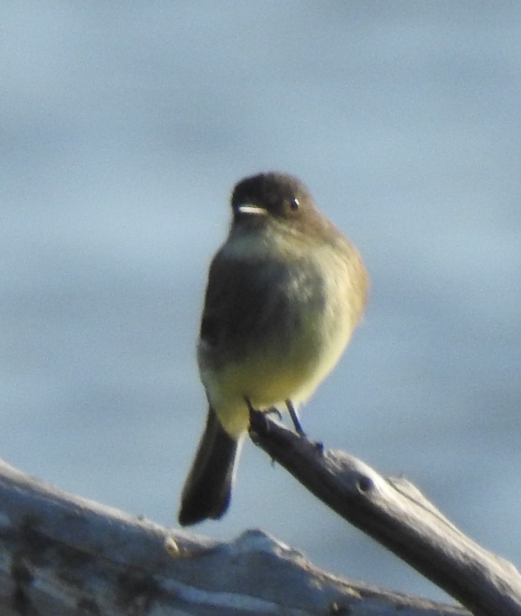 Eastern Phoebe - ML373301731
