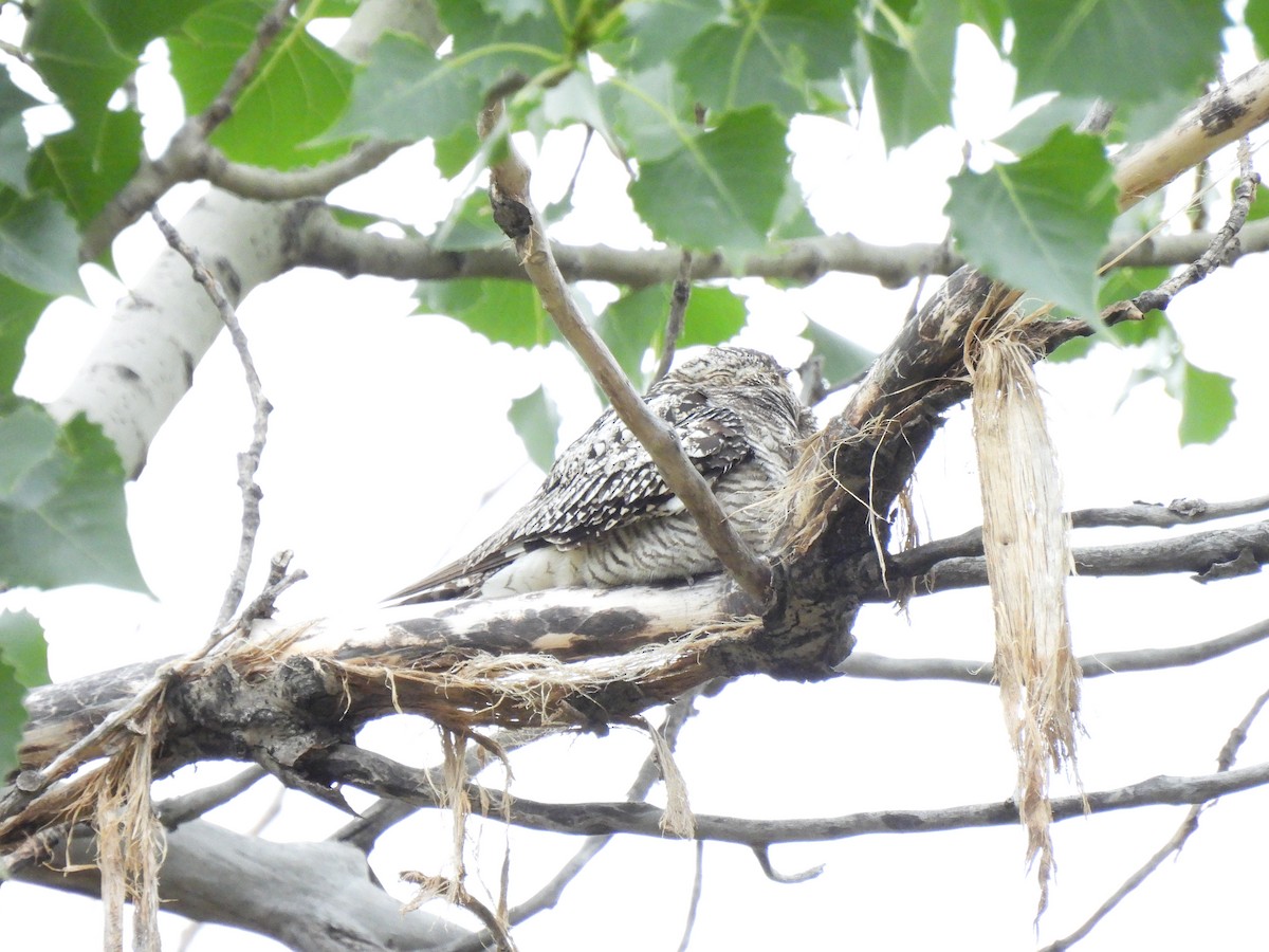 Common Nighthawk - ML373301991