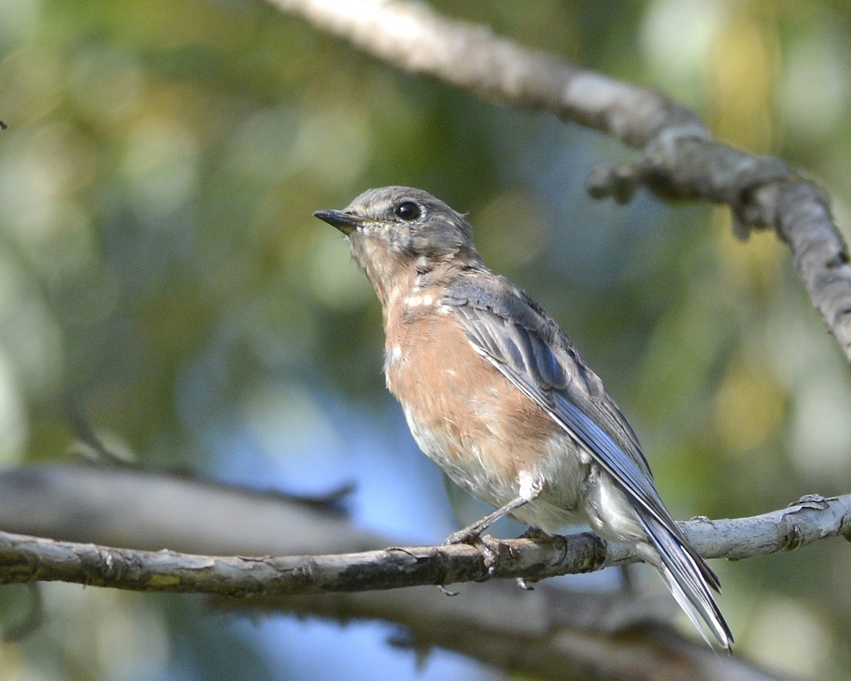 Eastern Bluebird - ML373302521