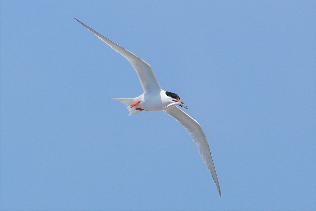 Roseate Tern - ML373302831