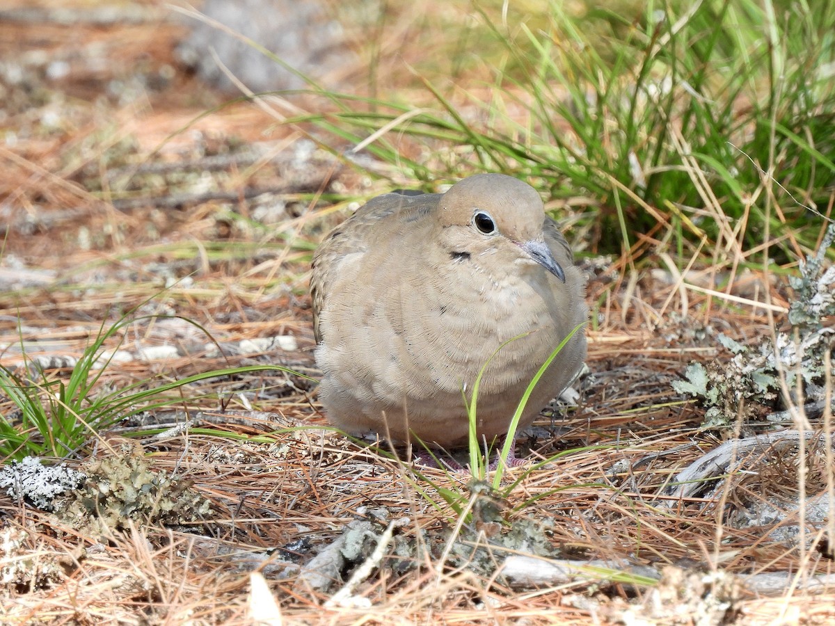 Mourning Dove - Tucker Frank