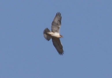 Ferruginous Hawk - ML373303561