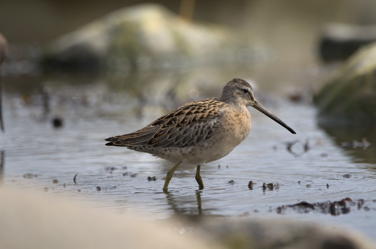 Short-billed Dowitcher - Andrew Brown