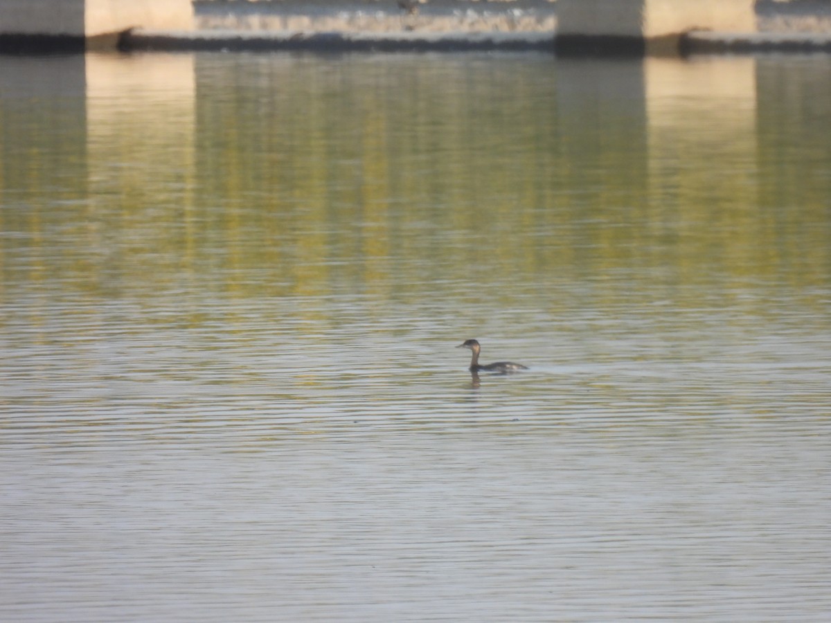 Red-necked Grebe - ML373304061