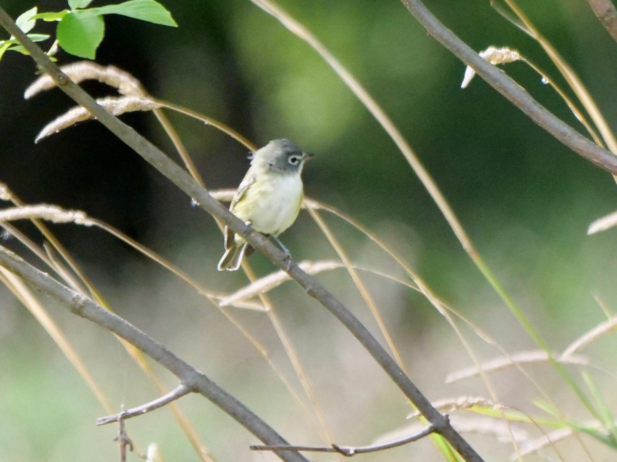 Blue-headed Vireo - ML373304101