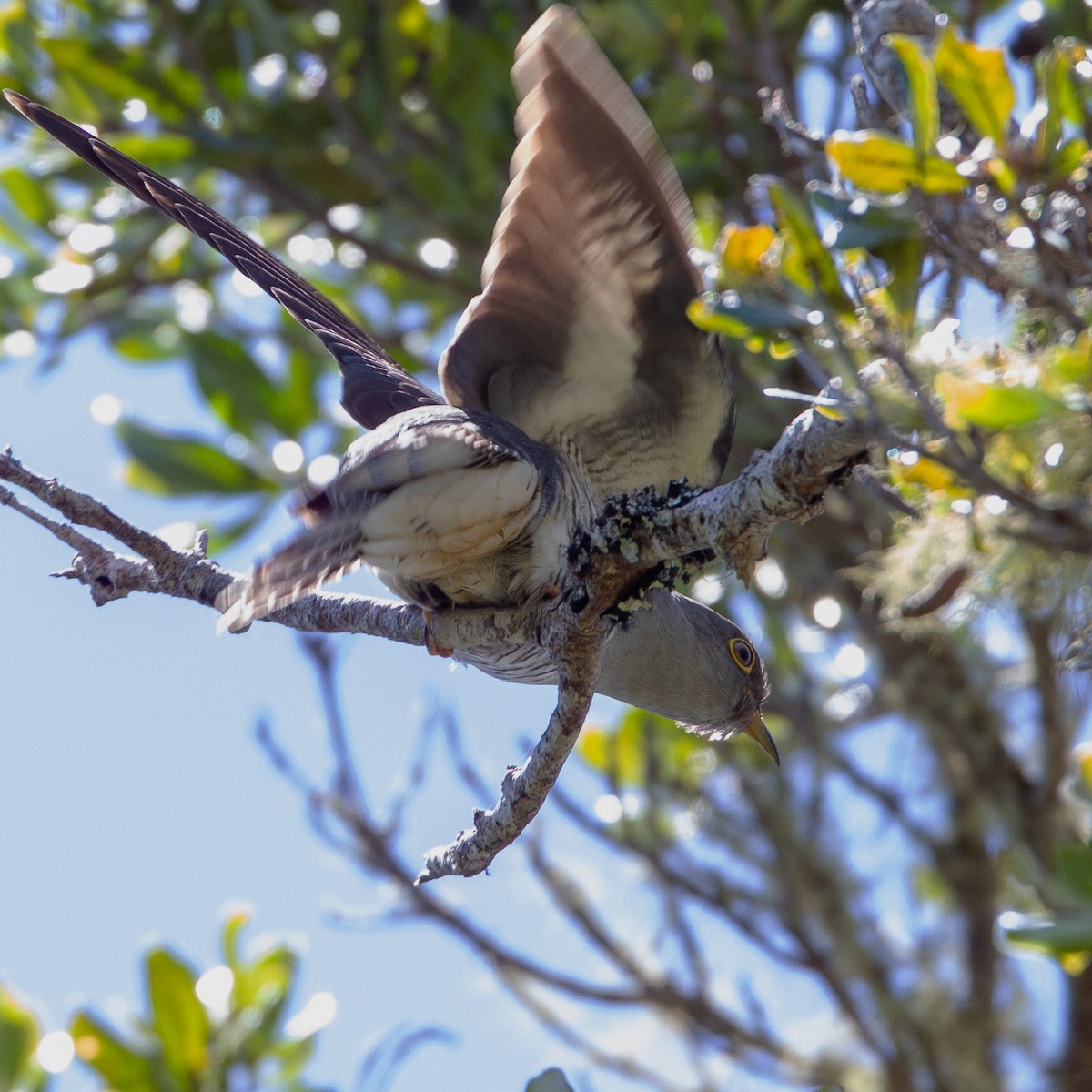Coucou de Madagascar - ML373304731