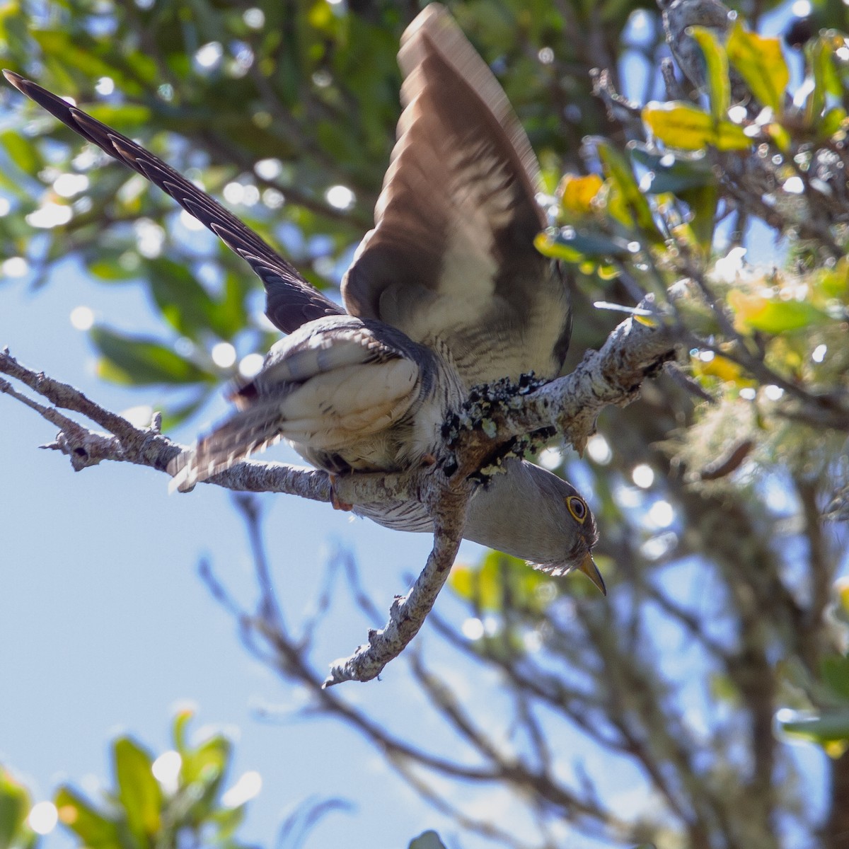 Madagascar Cuckoo - Werner Suter