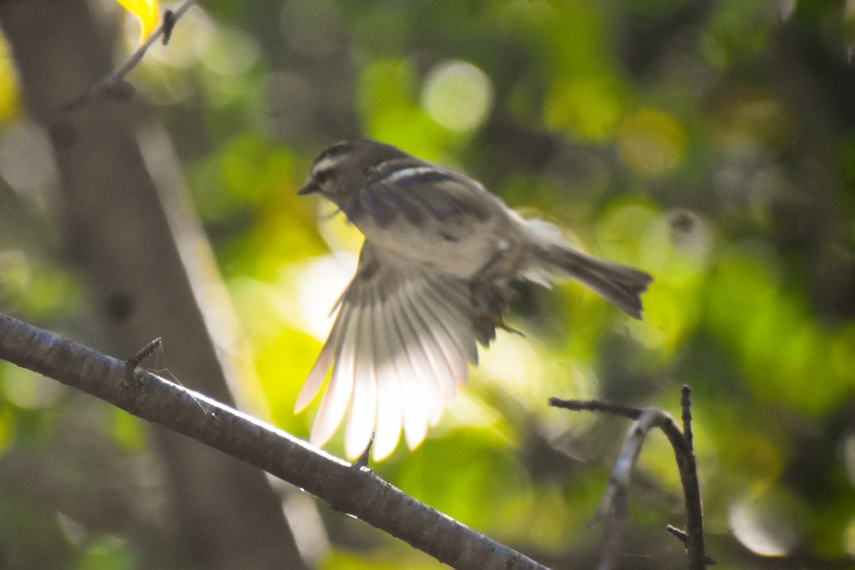 Golden-crowned Kinglet - ML373305311