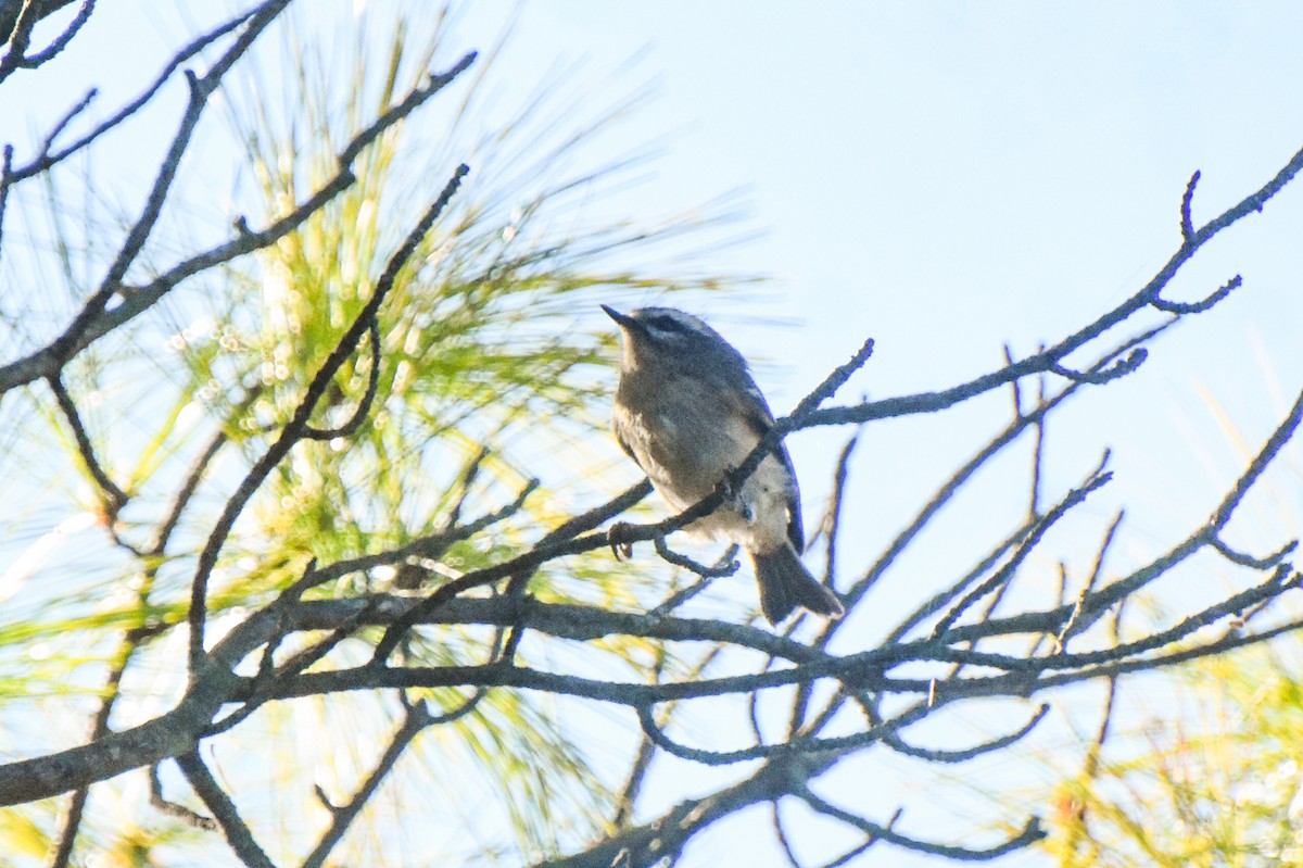 Golden-crowned Kinglet - ML373305331