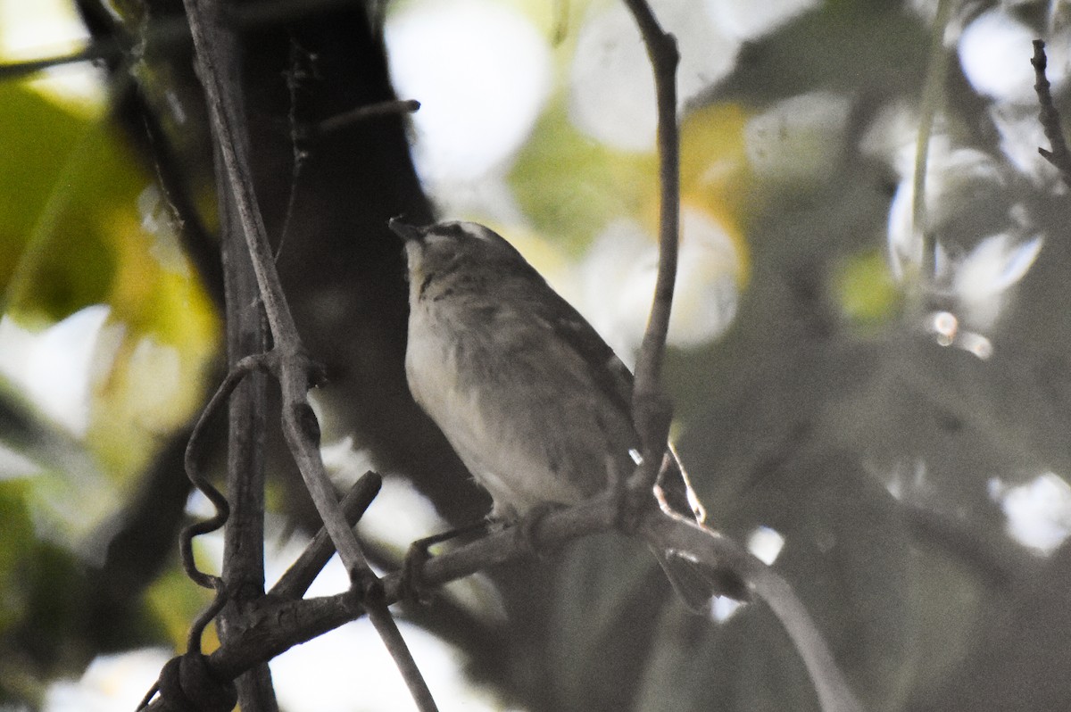 Golden-crowned Kinglet - ML373305411