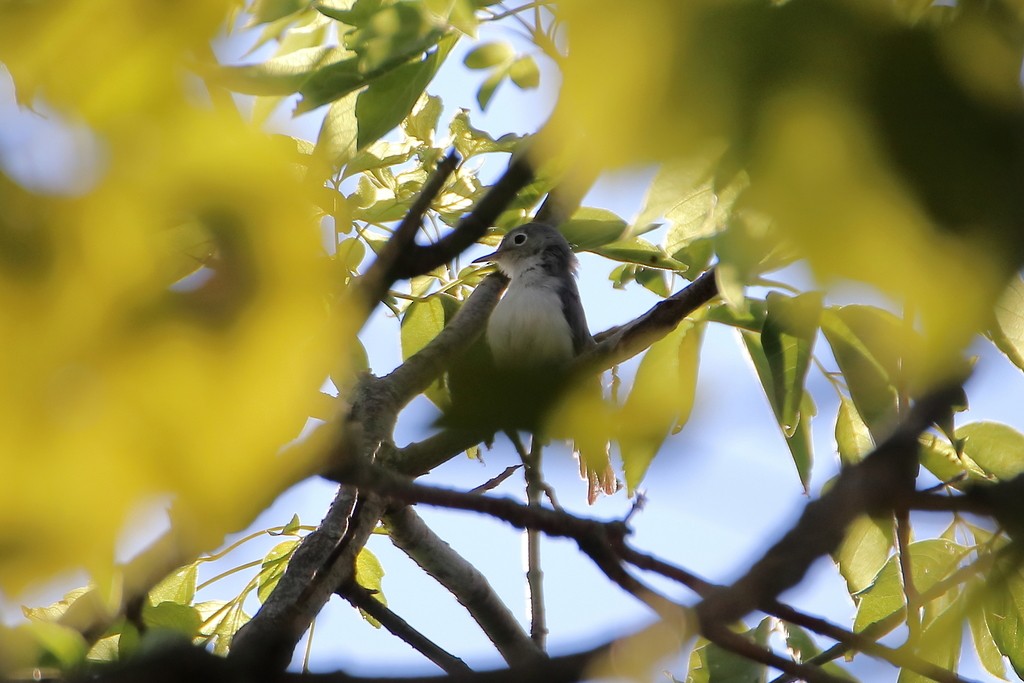 Blue-gray Gnatcatcher - ML373305471