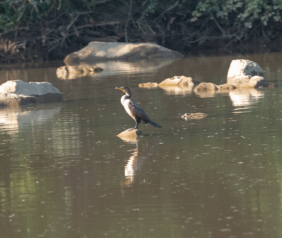 Double-crested Cormorant - ML373306001