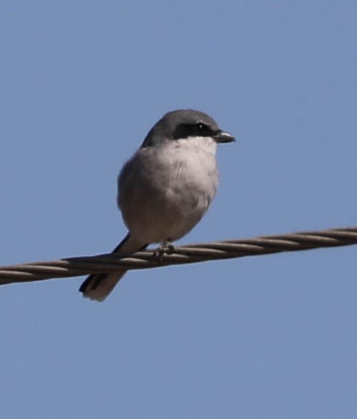 Loggerhead Shrike - ML373306731